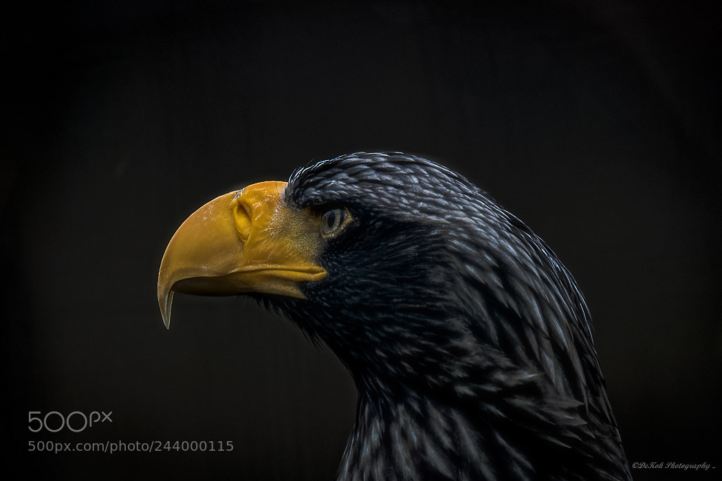 Nikon D500 sample photo. Steller's sea eagle .!! photography