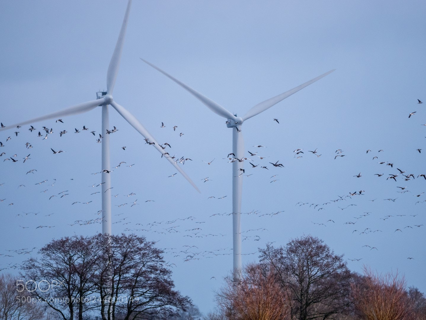 Panasonic Lumix DMC-GX85 (Lumix DMC-GX80 / Lumix DMC-GX7 Mark II) sample photo. Geese and windmills photography