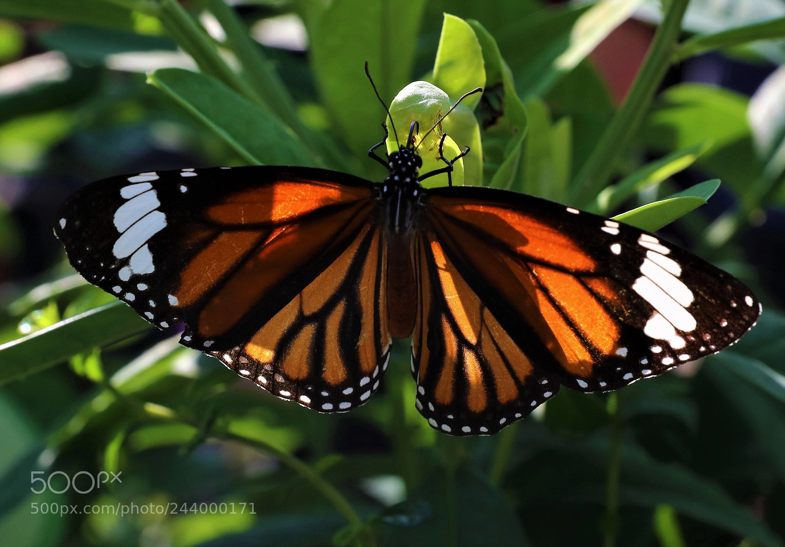 Canon EOS 5DS R sample photo. It's just beautiful photography