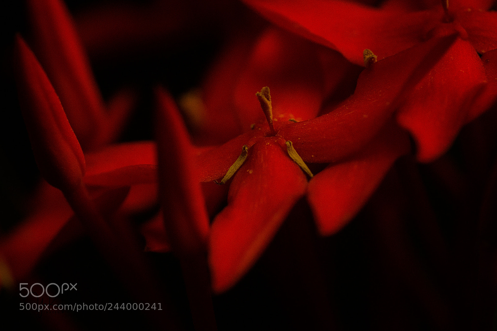Sony a7 sample photo. Red lady photography