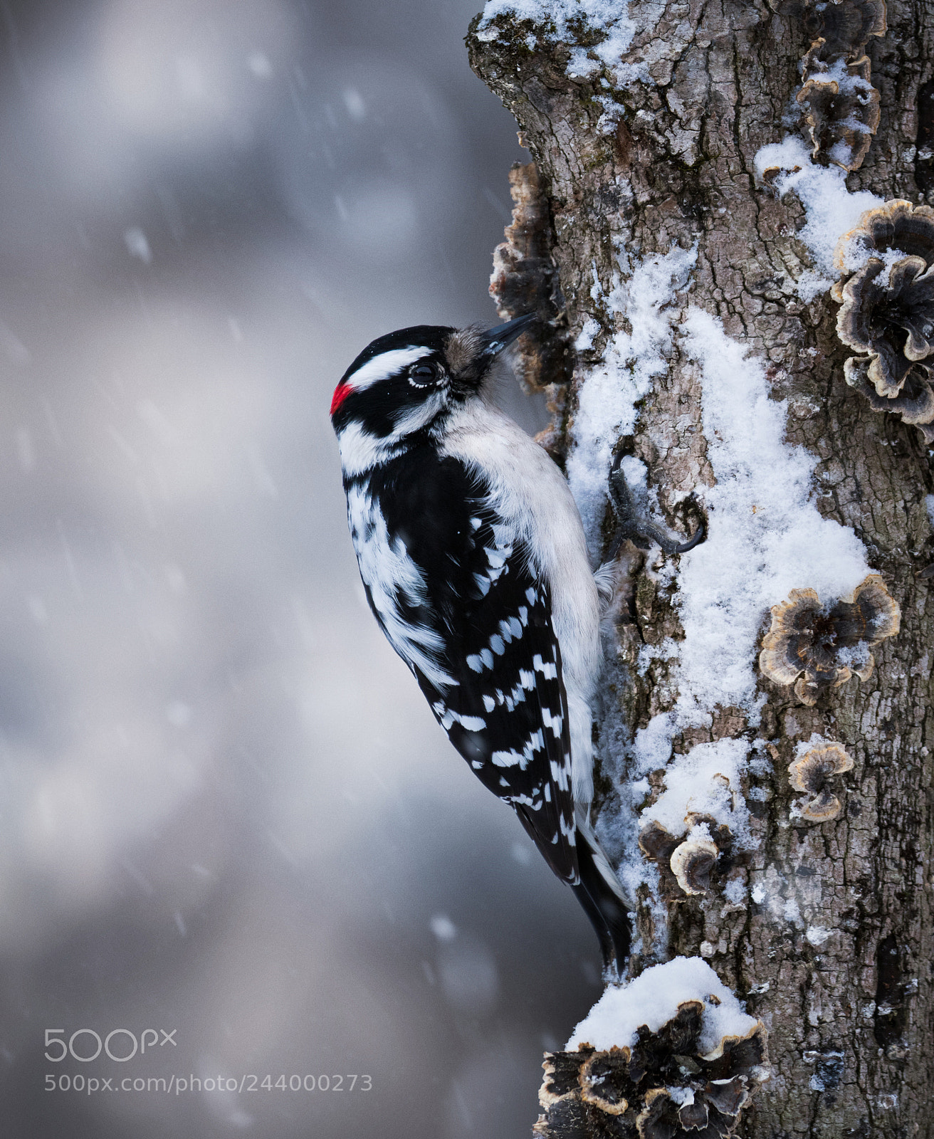 Canon EOS 7D Mark II sample photo. Downy snow photography
