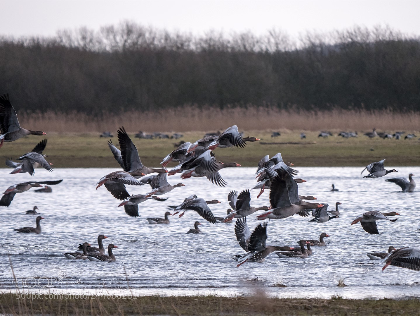 Panasonic Lumix DMC-GX85 (Lumix DMC-GX80 / Lumix DMC-GX7 Mark II) sample photo. Geese photography
