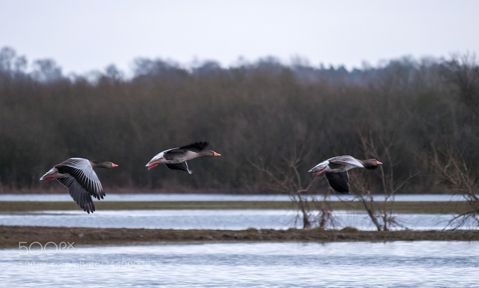 Panasonic Lumix DMC-GX85 (Lumix DMC-GX80 / Lumix DMC-GX7 Mark II) sample photo. Geese passing by photography