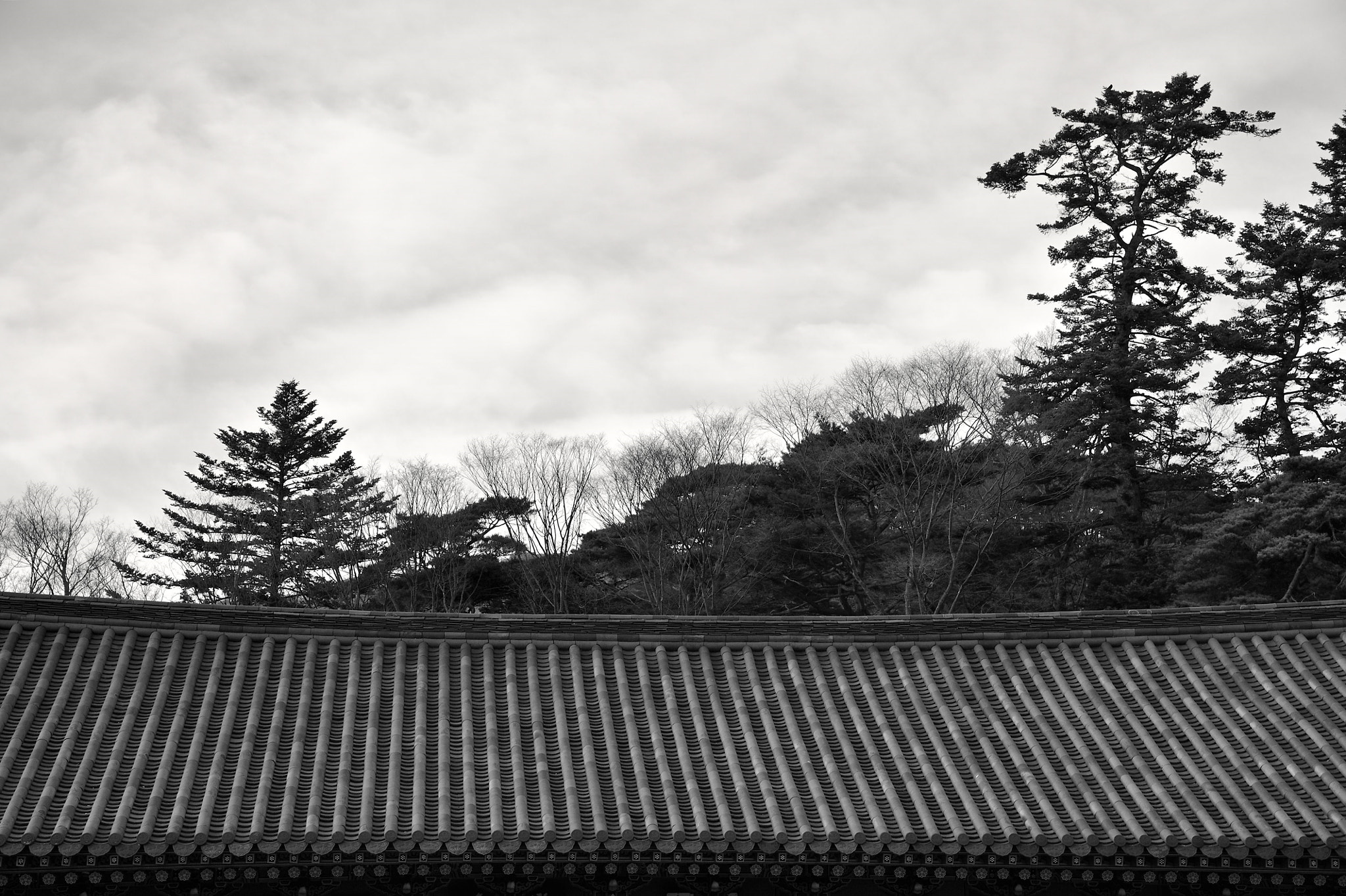 Nikon AF-S Nikkor 24-120mm F4G ED VR sample photo. The trees photography