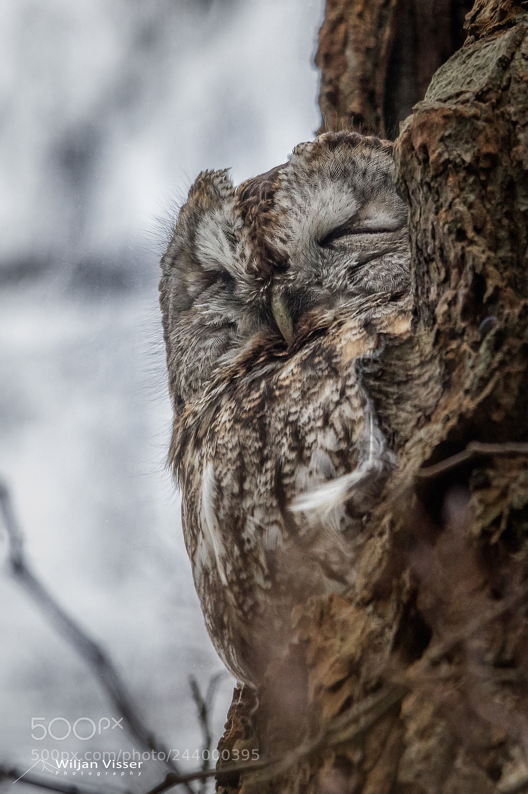 Pentax K-3 II sample photo. Tawny owl photography