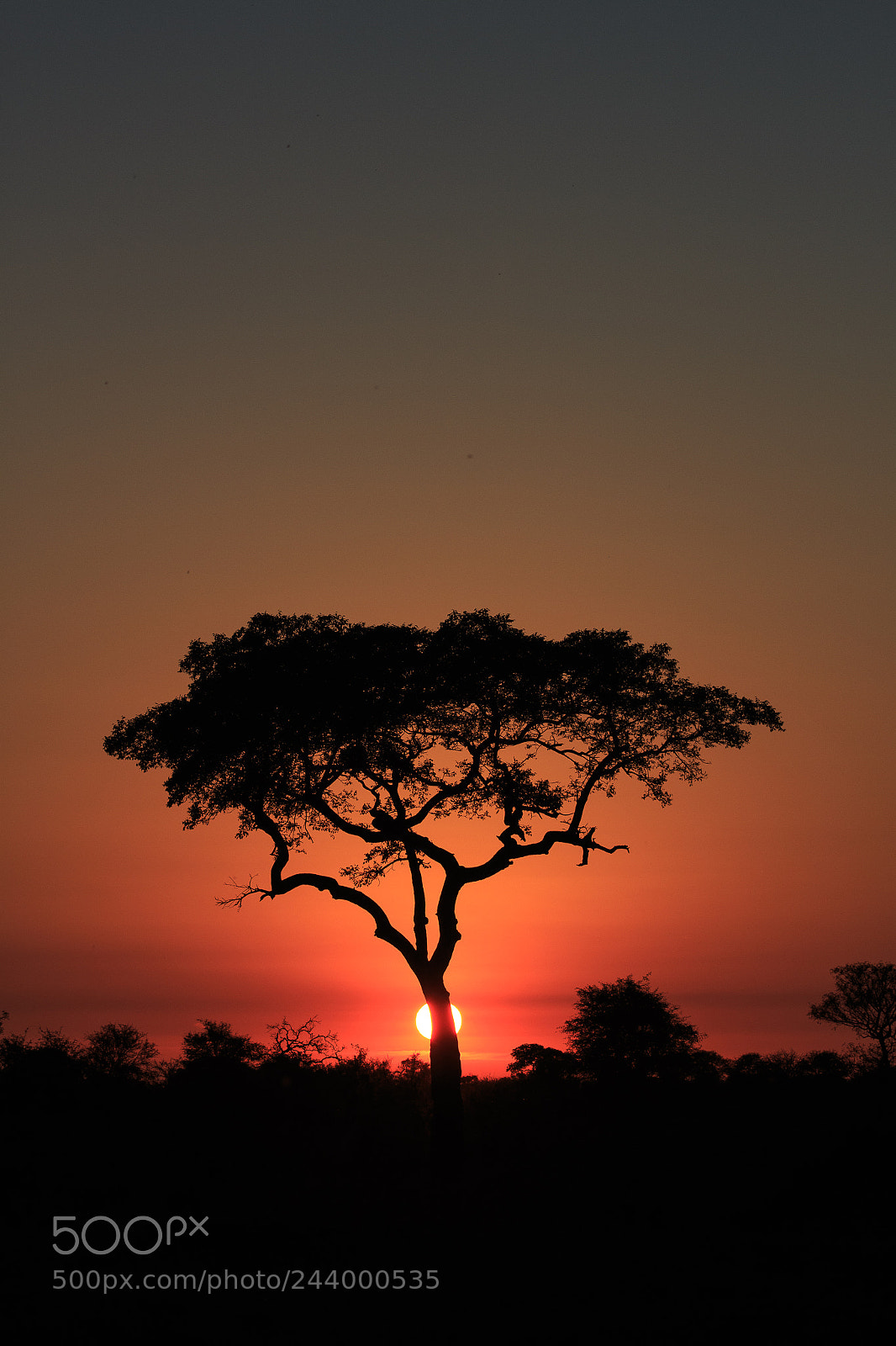 Canon EOS 100D (EOS Rebel SL1 / EOS Kiss X7) sample photo. Kruger sunrise photography