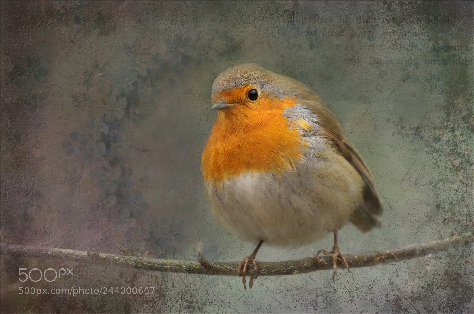 Pentax K-50 sample photo. °robin° photography