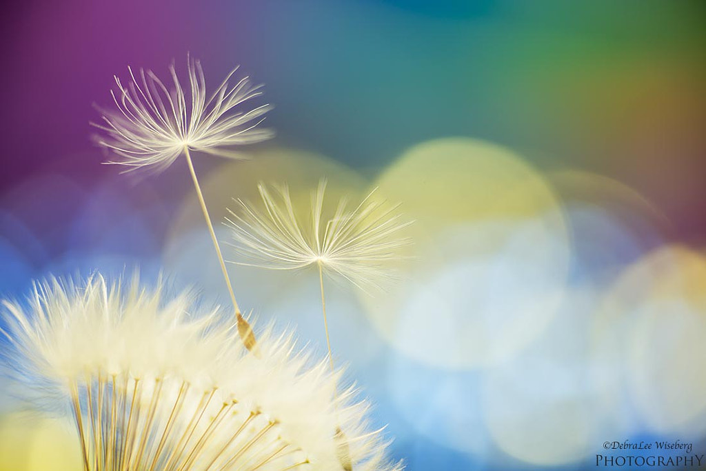 Ask Me No Questions I Tell U No Lies by DebraLee Wiseberg on 500px.com