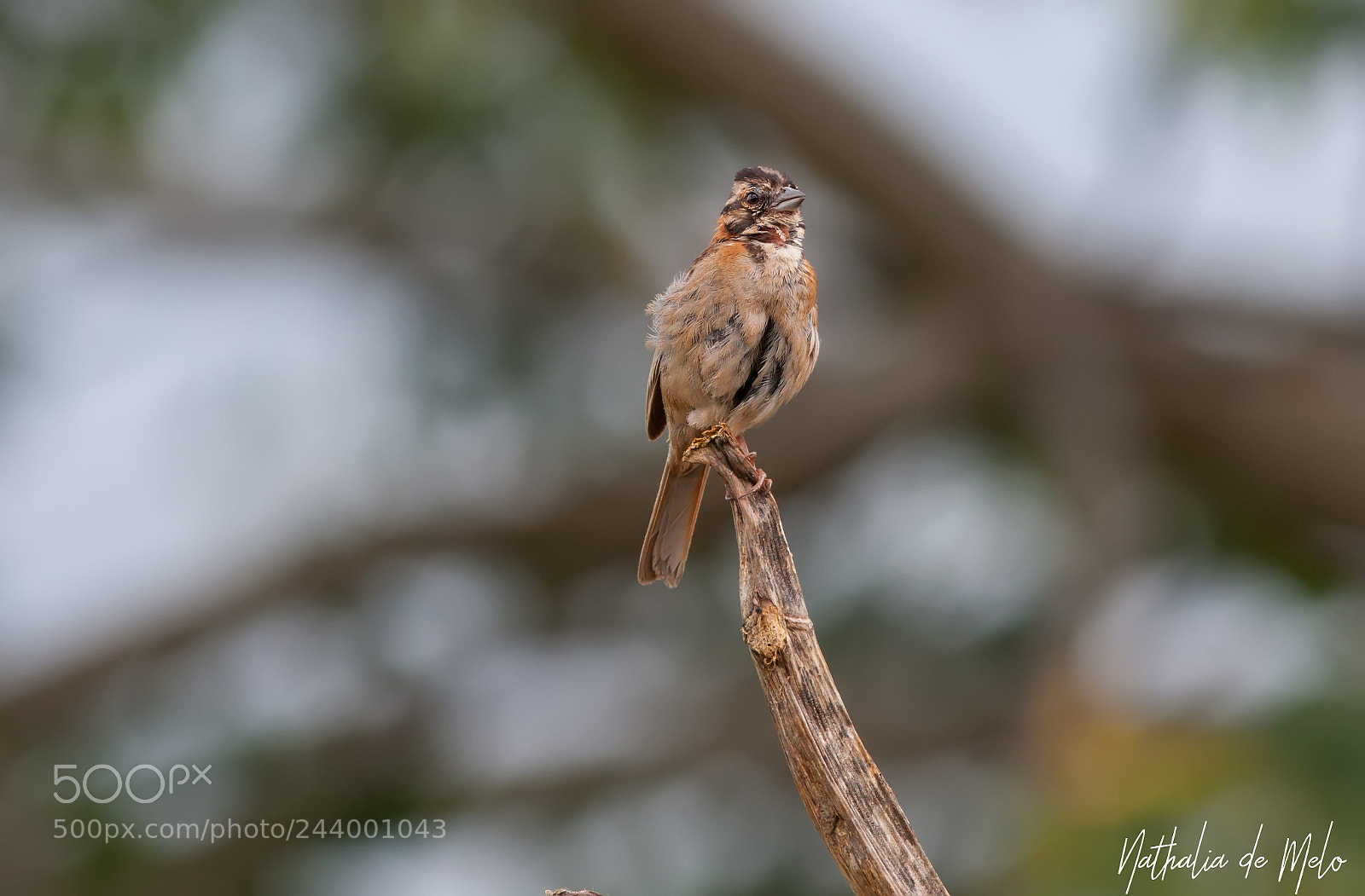 Canon EOS-1D Mark III sample photo. Tico-tico zonotrichia capensis photography