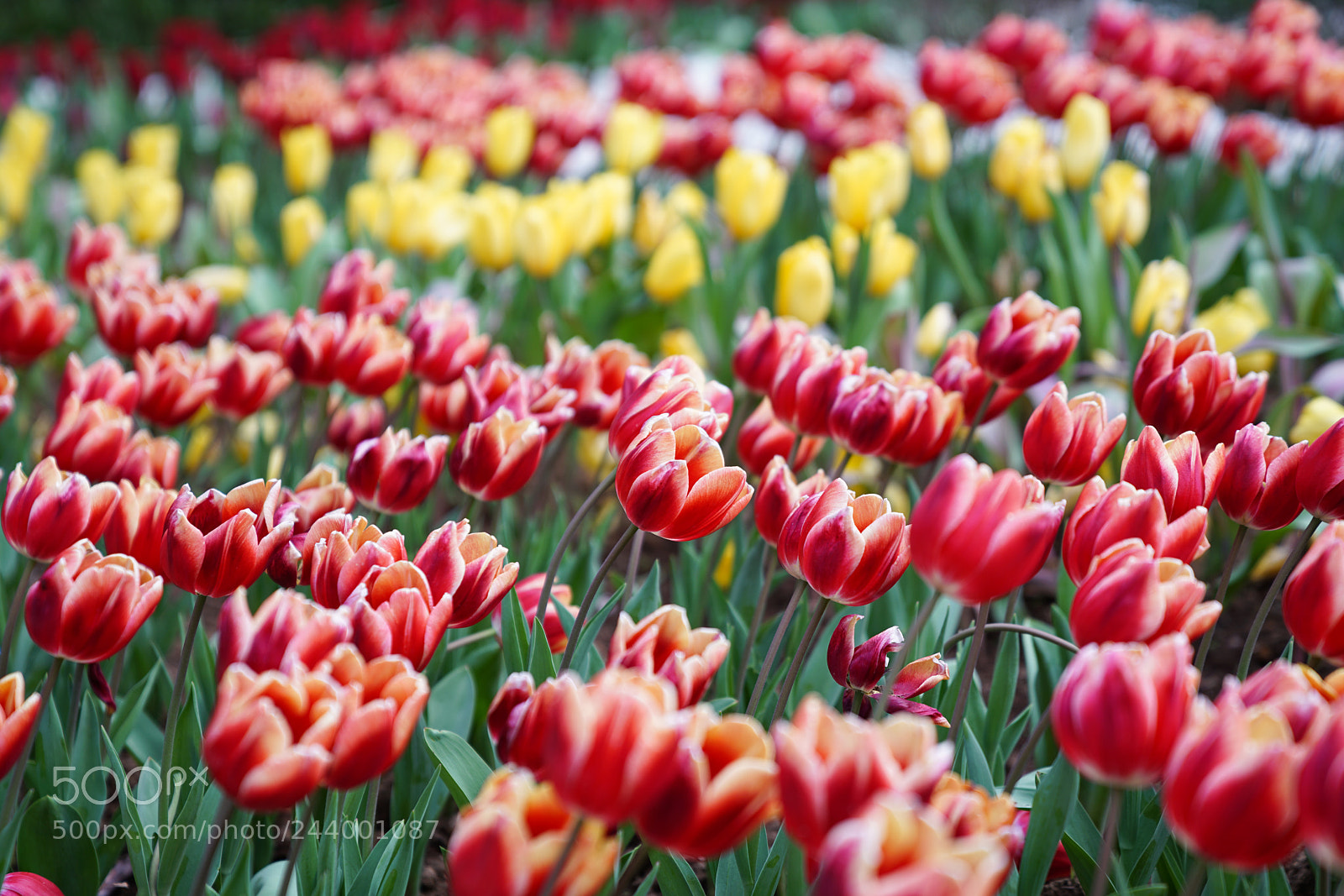 Sony a7R II sample photo. Tulip photography