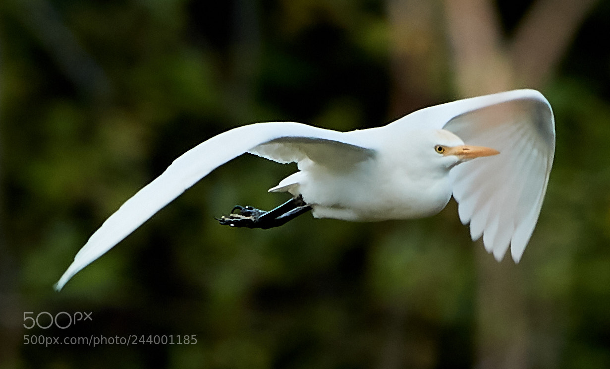 Canon EOS-1D X Mark II sample photo. 01-27-18-0001084.jpg photography