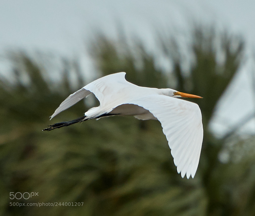 Canon EOS-1D X Mark II sample photo. 01-27-18-0001106.jpg photography