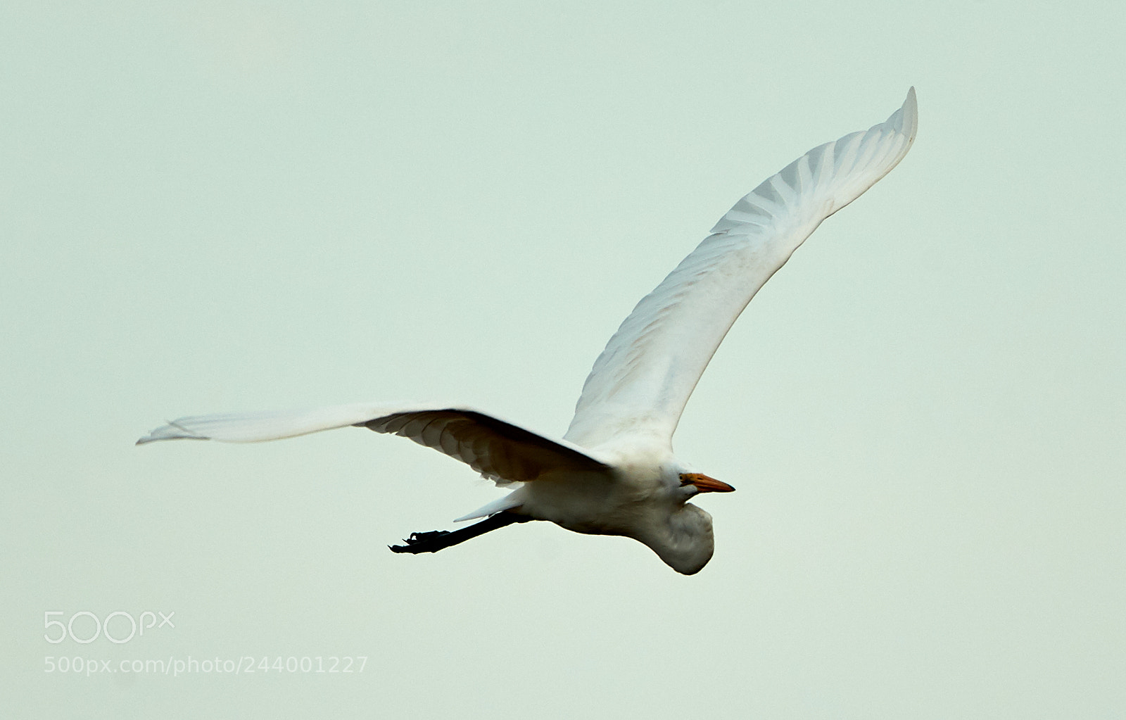 Canon EOS-1D X Mark II sample photo. 01-27-18-0001105.jpg photography