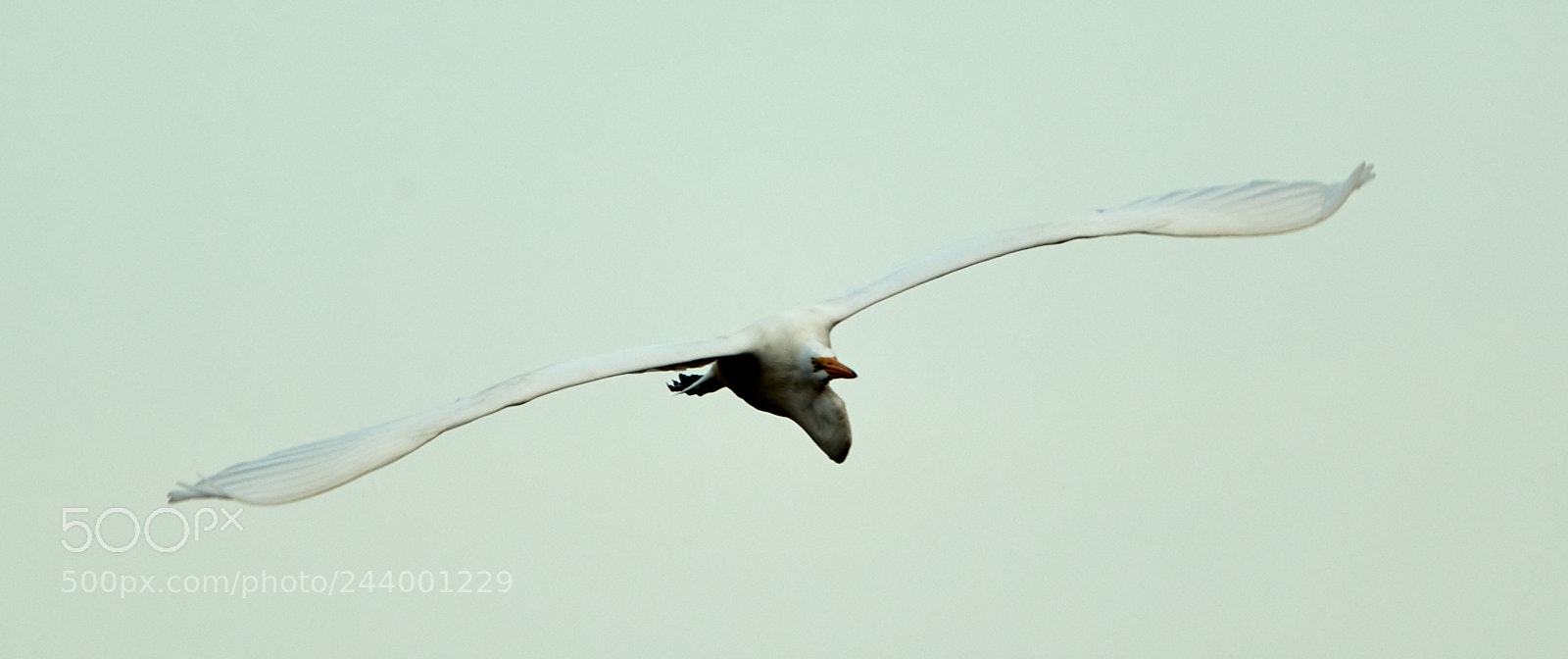 Canon EOS-1D X Mark II sample photo. 01-27-18-0001104.jpg photography