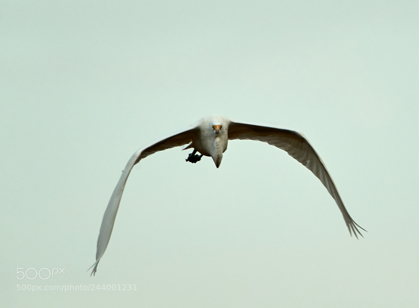 Canon EOS-1D X Mark II sample photo. 01-27-18-0001103.jpg photography