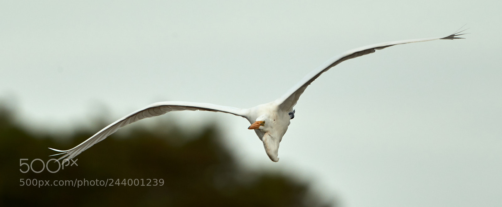 Canon EOS-1D X Mark II sample photo. 01-27-18-0001102.jpg photography