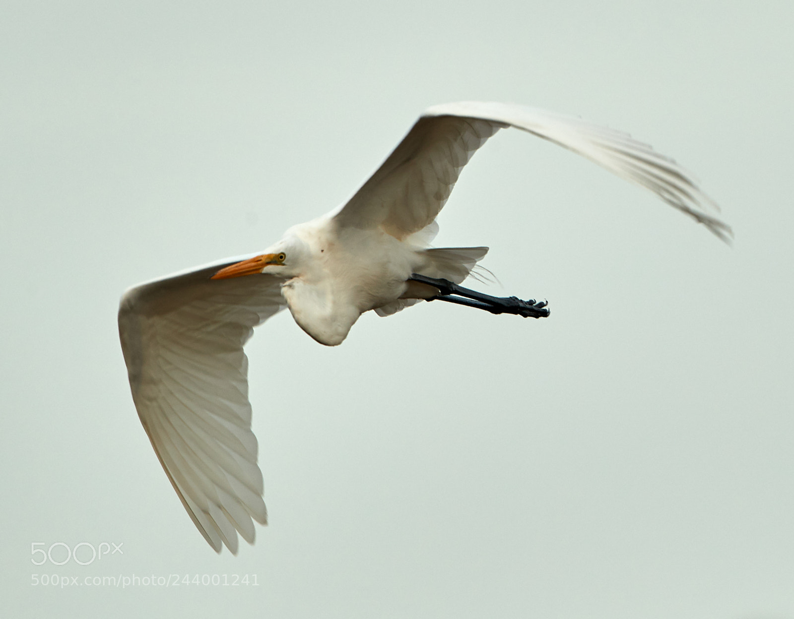 Canon EOS-1D X Mark II sample photo. 01-27-18-0001101.jpg photography