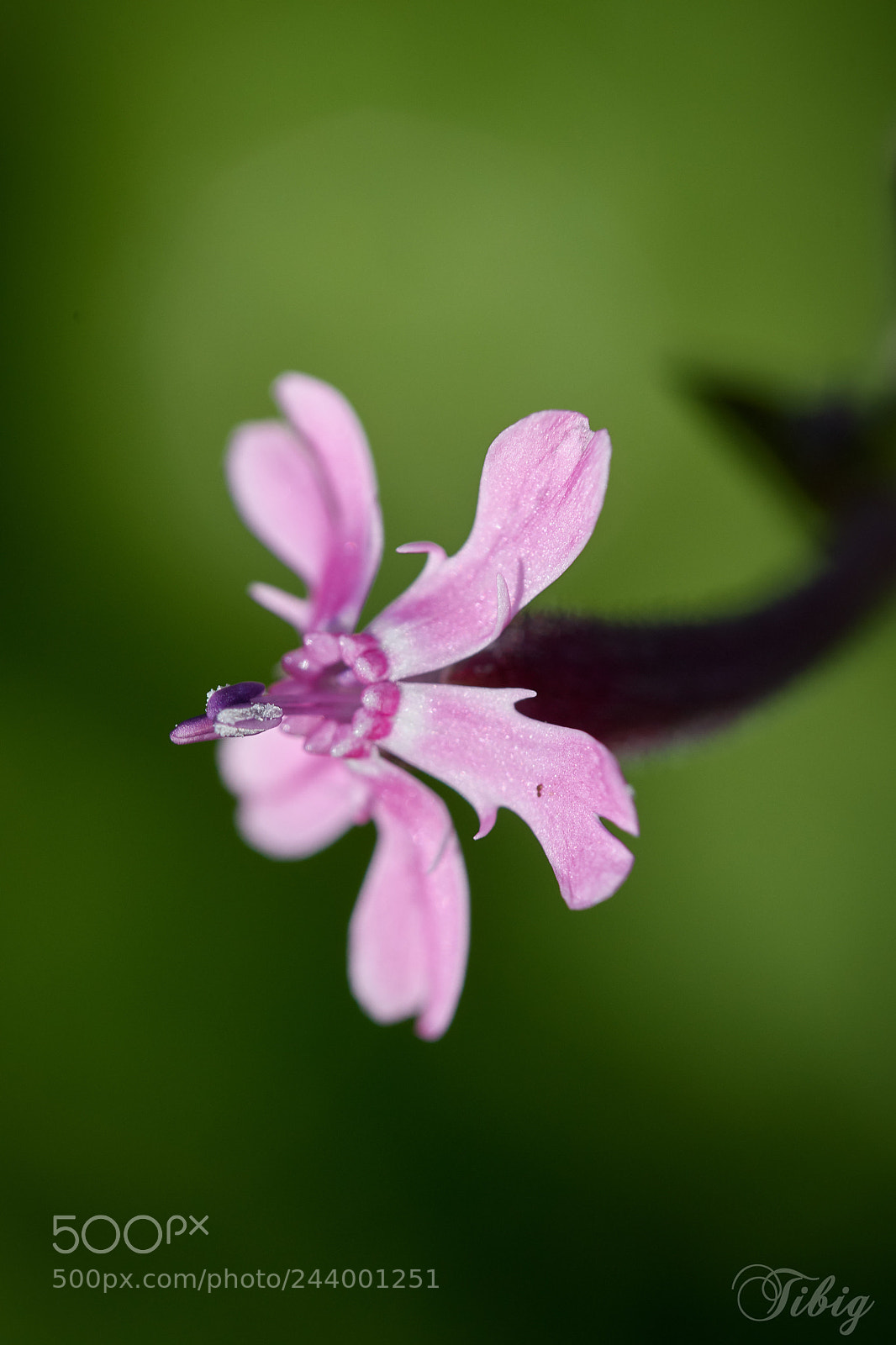 Nikon D500 sample photo. Campion photography