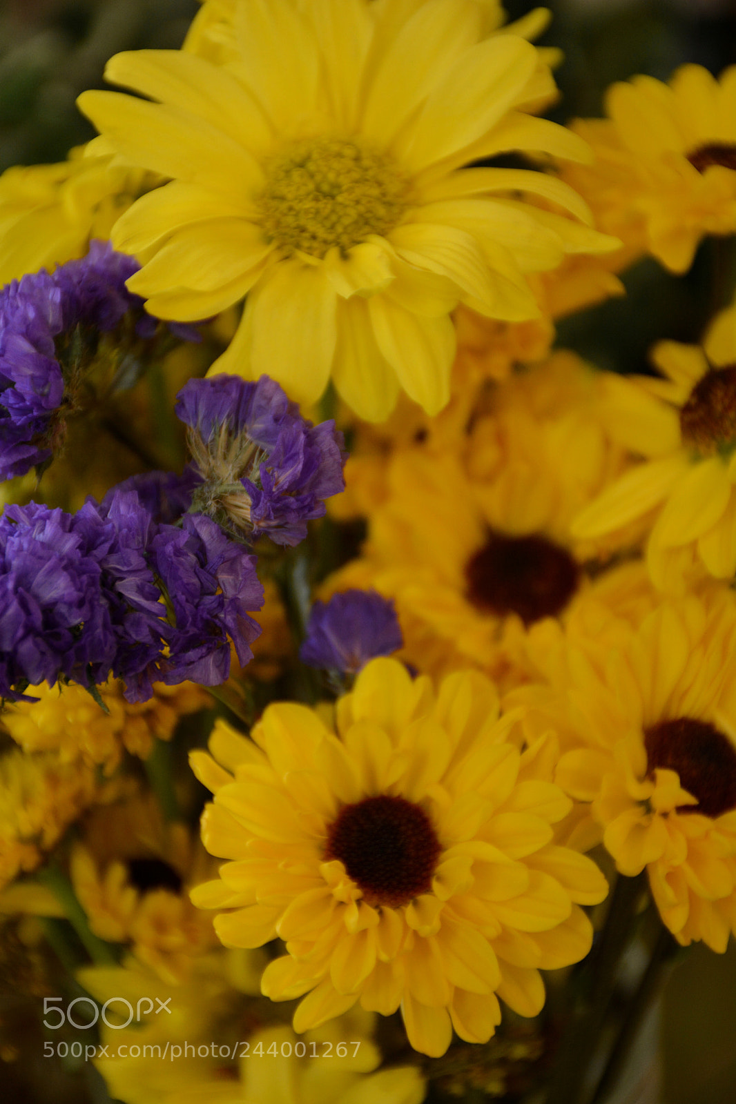 Nikon D7100 sample photo. Purple amid yellow photography