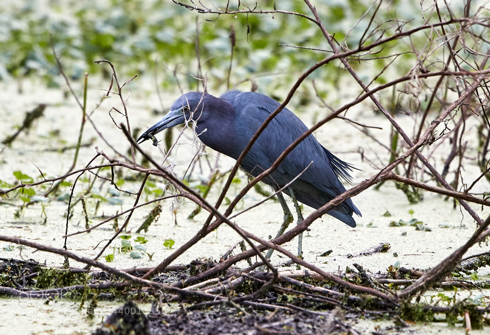 Canon EOS-1D X Mark II sample photo. 01-27-18-0001112.jpg photography