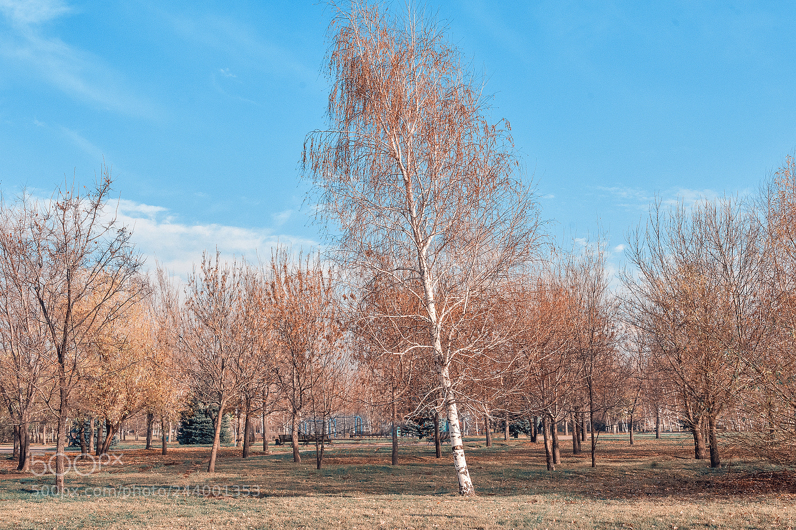 Nikon D700 sample photo. Birch photography