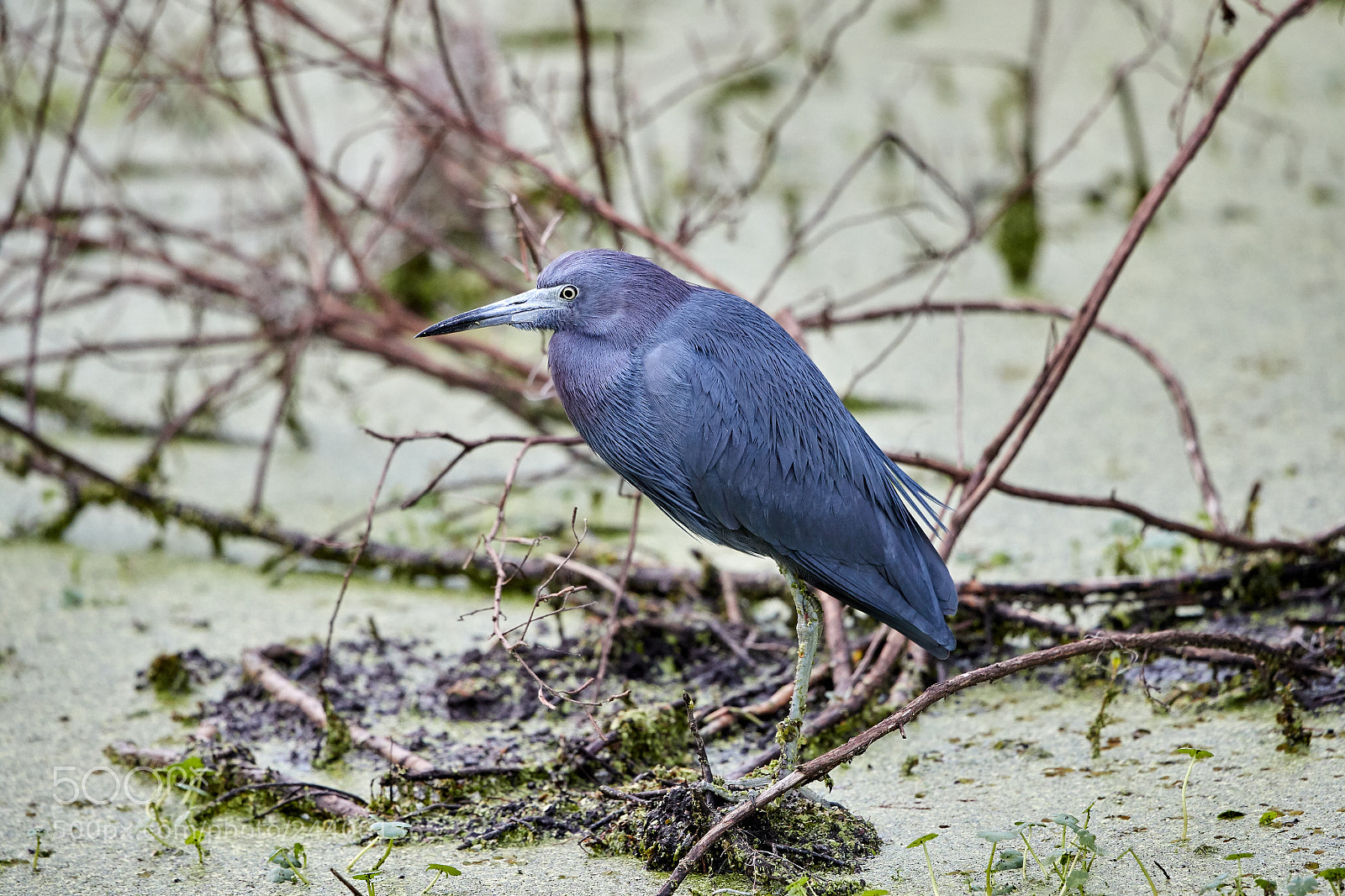 Canon EOS-1D X Mark II sample photo. 01-27-18-0001114.jpg photography