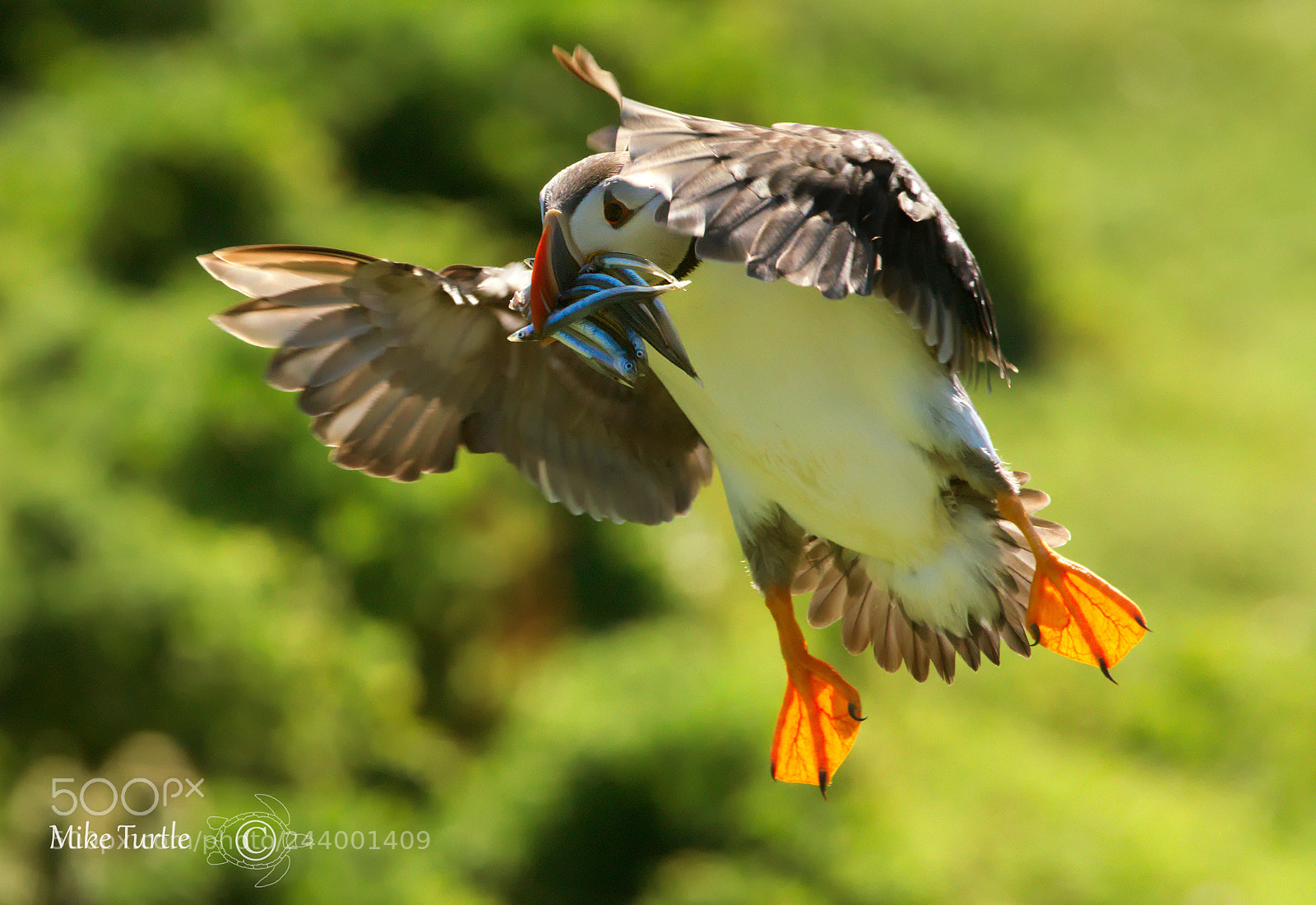 Sony a99 II sample photo. Landing puffin photography