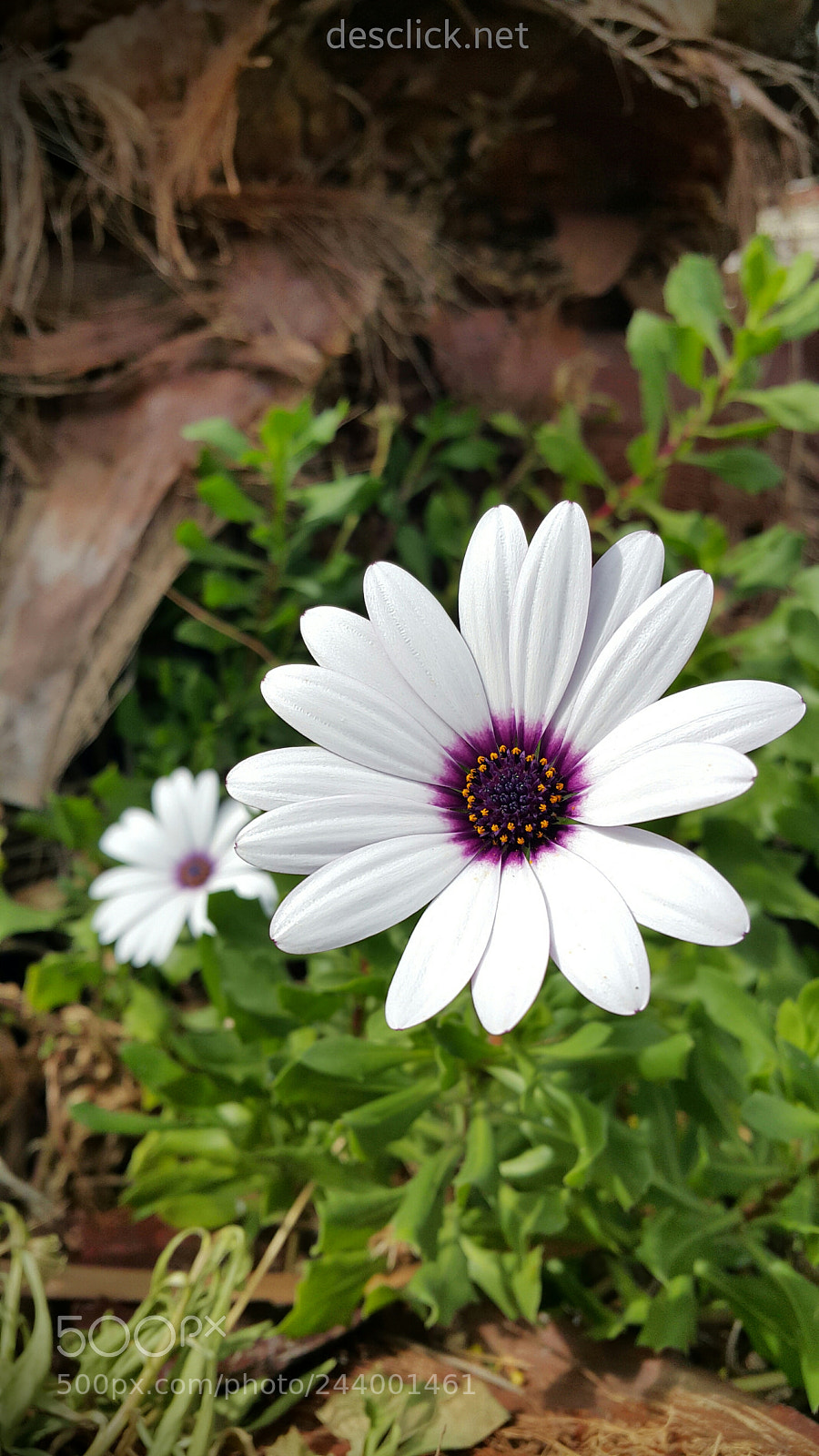 Samsung Galaxy Note4 sample photo. Perfected by nature photography