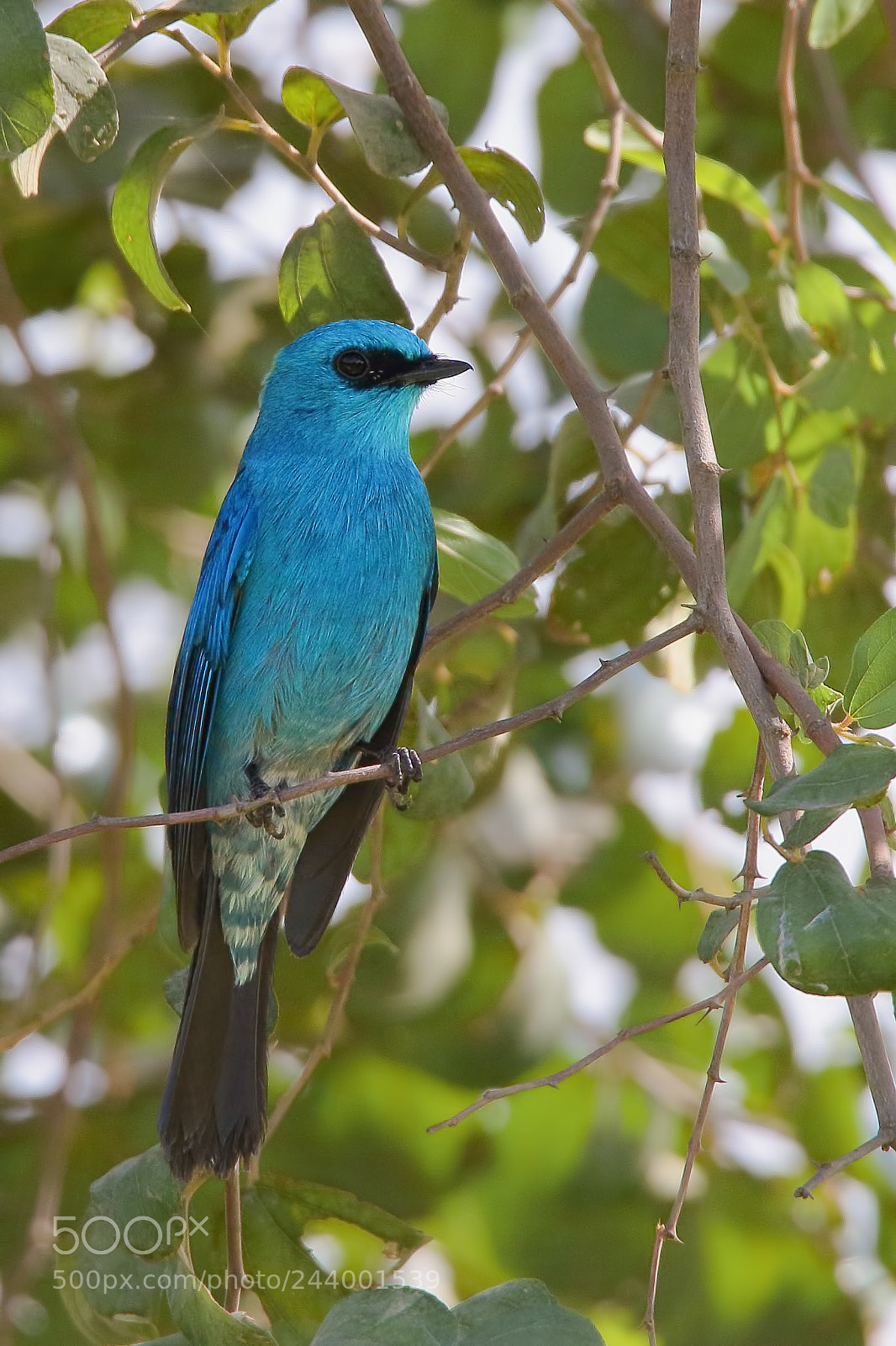 Canon EOS 7D Mark II sample photo. Verditer flycatcher photography