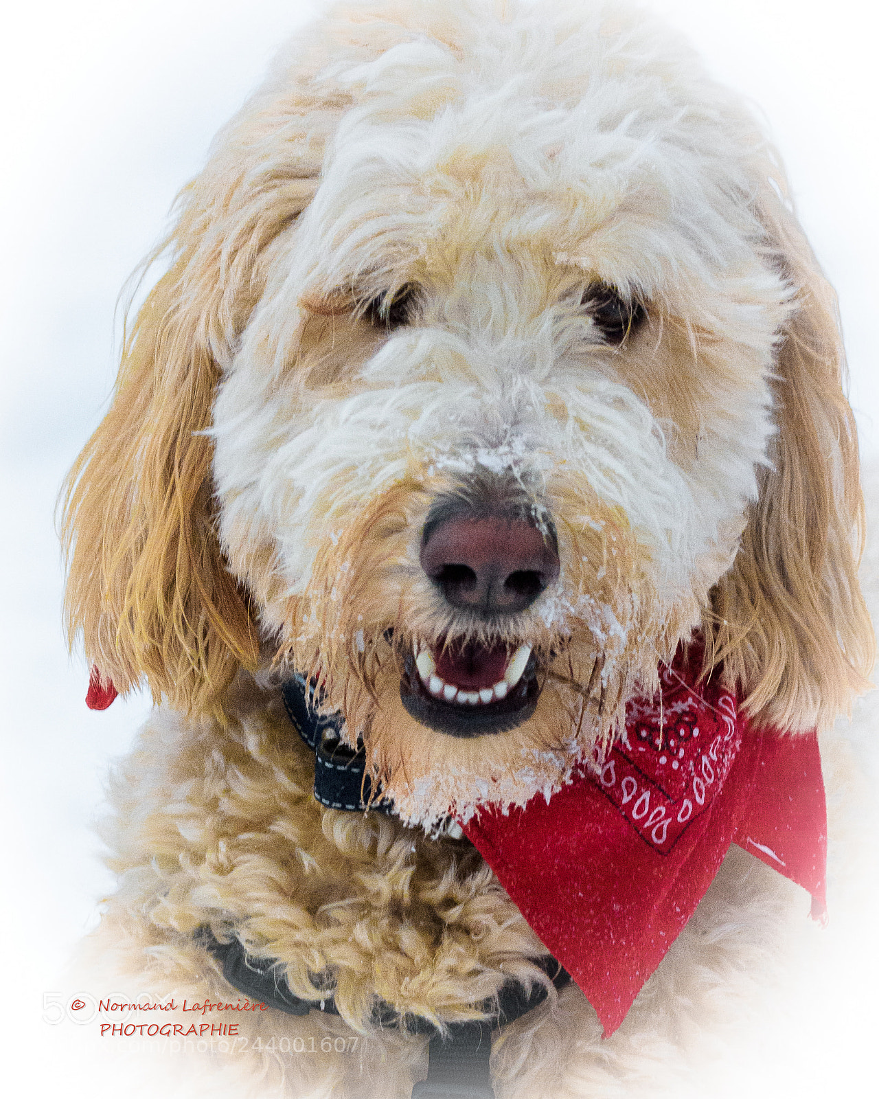 Nikon D7200 sample photo. A winter lovers... photography
