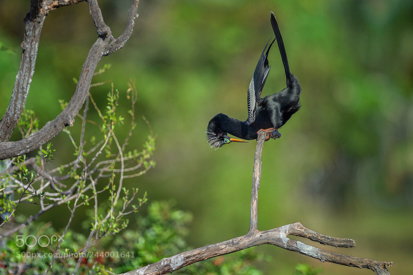 Nikon D5 sample photo. Male anhinga anhinga anhinga photography