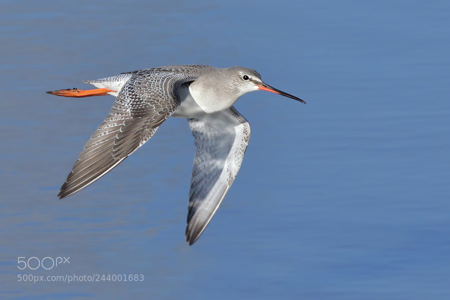 Canon EOS 7D Mark II sample photo. Spotted redshank photography