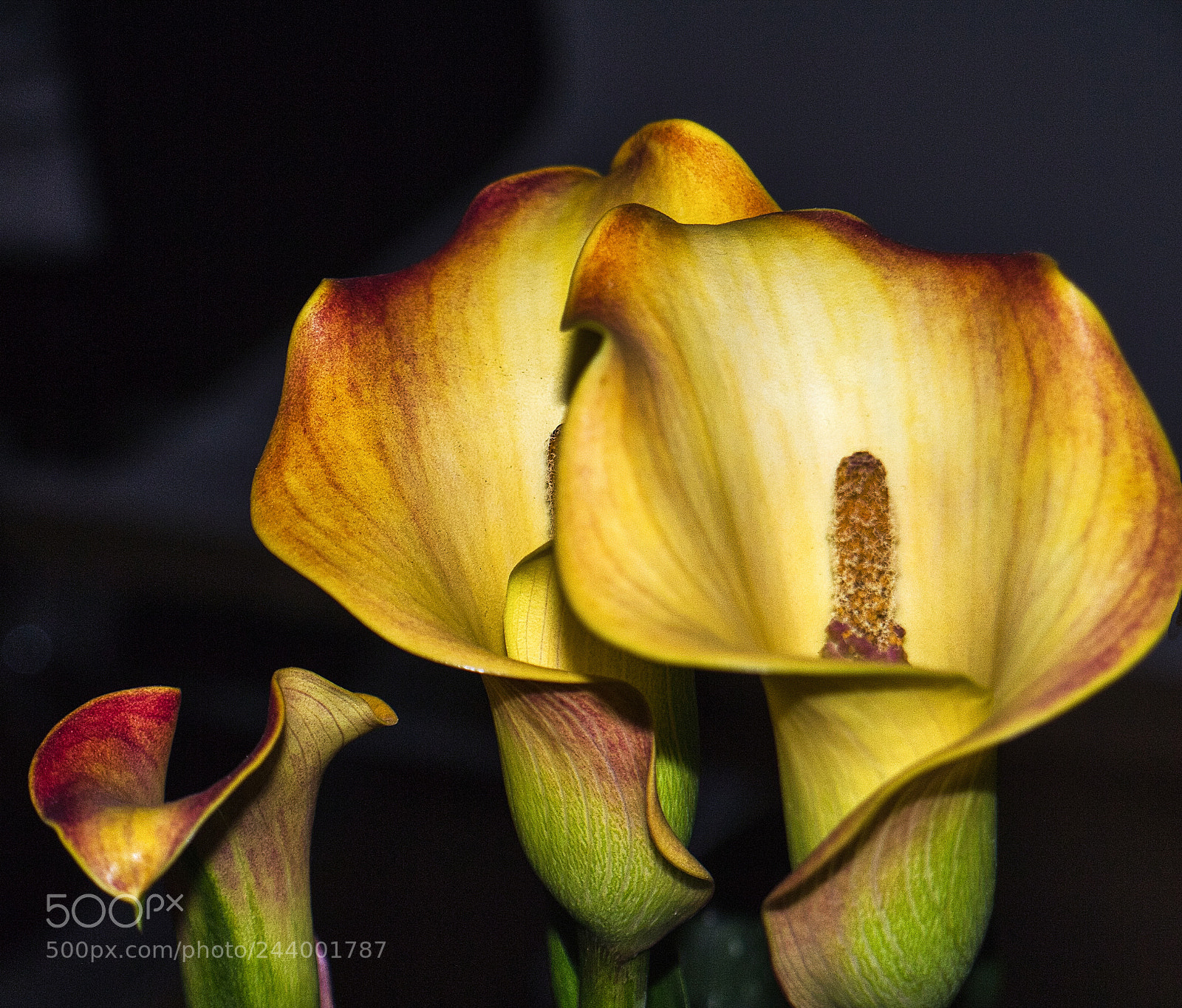 Panasonic Lumix DMC-G3 sample photo. Calla photography