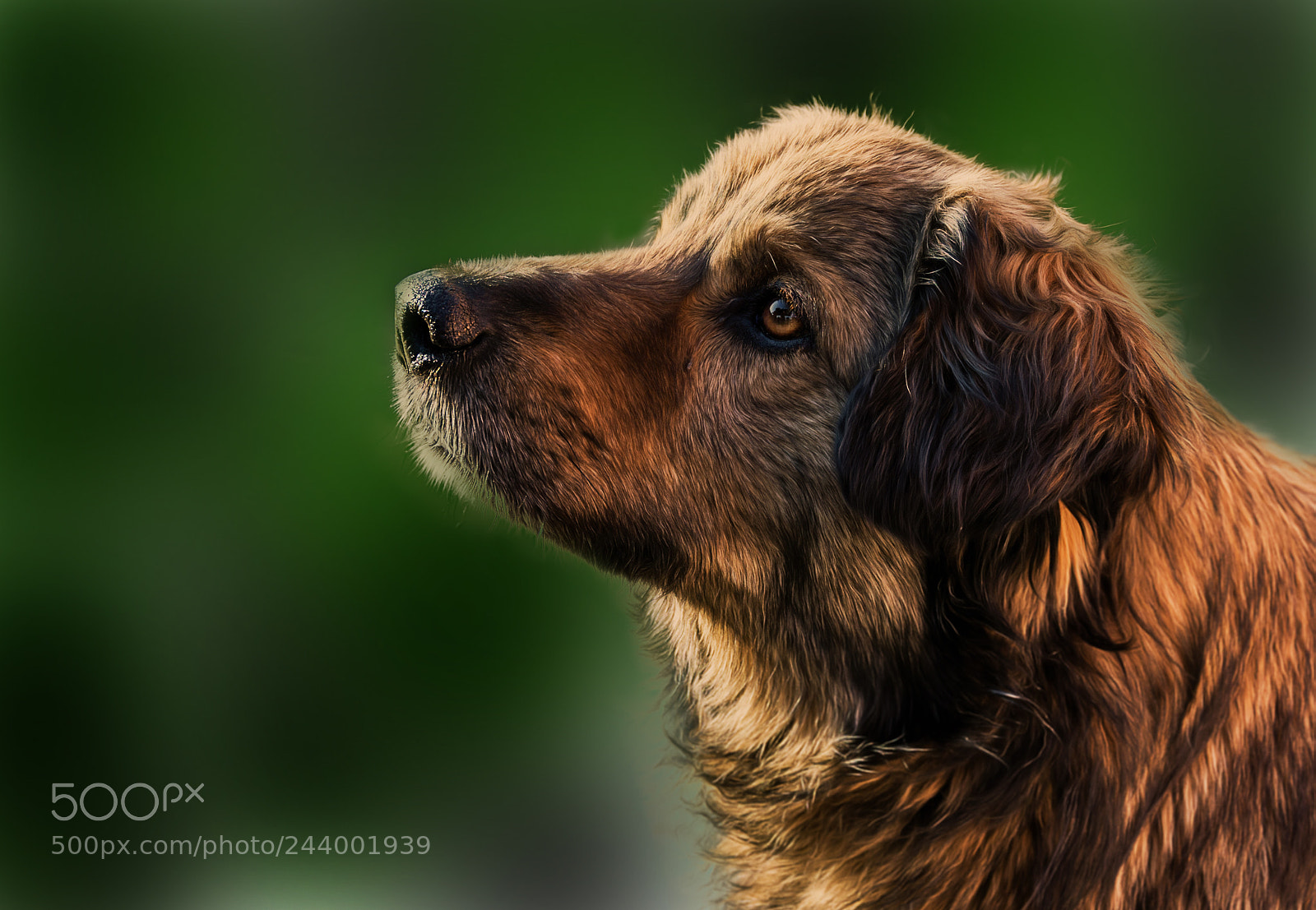 Nikon D7100 sample photo. Dog in pancota photography