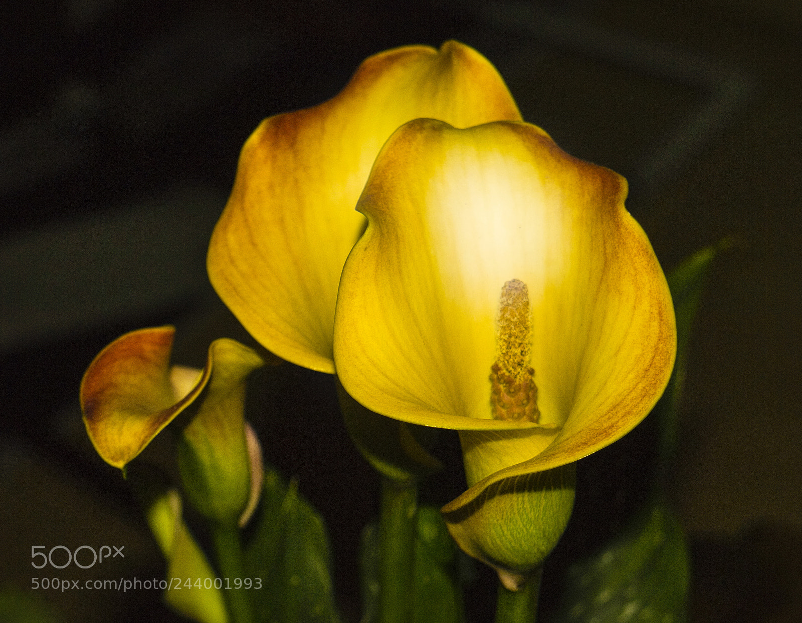 Panasonic Lumix DMC-G3 sample photo. Calla photography