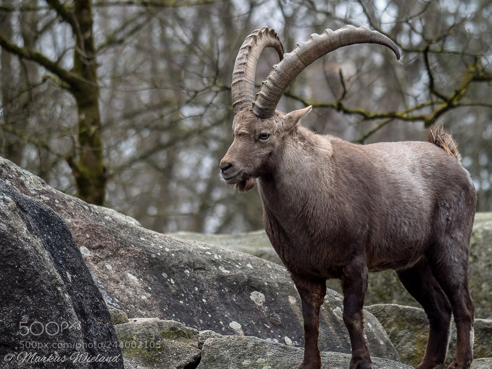 Panasonic Lumix DC-G9 sample photo. Steinbock photography
