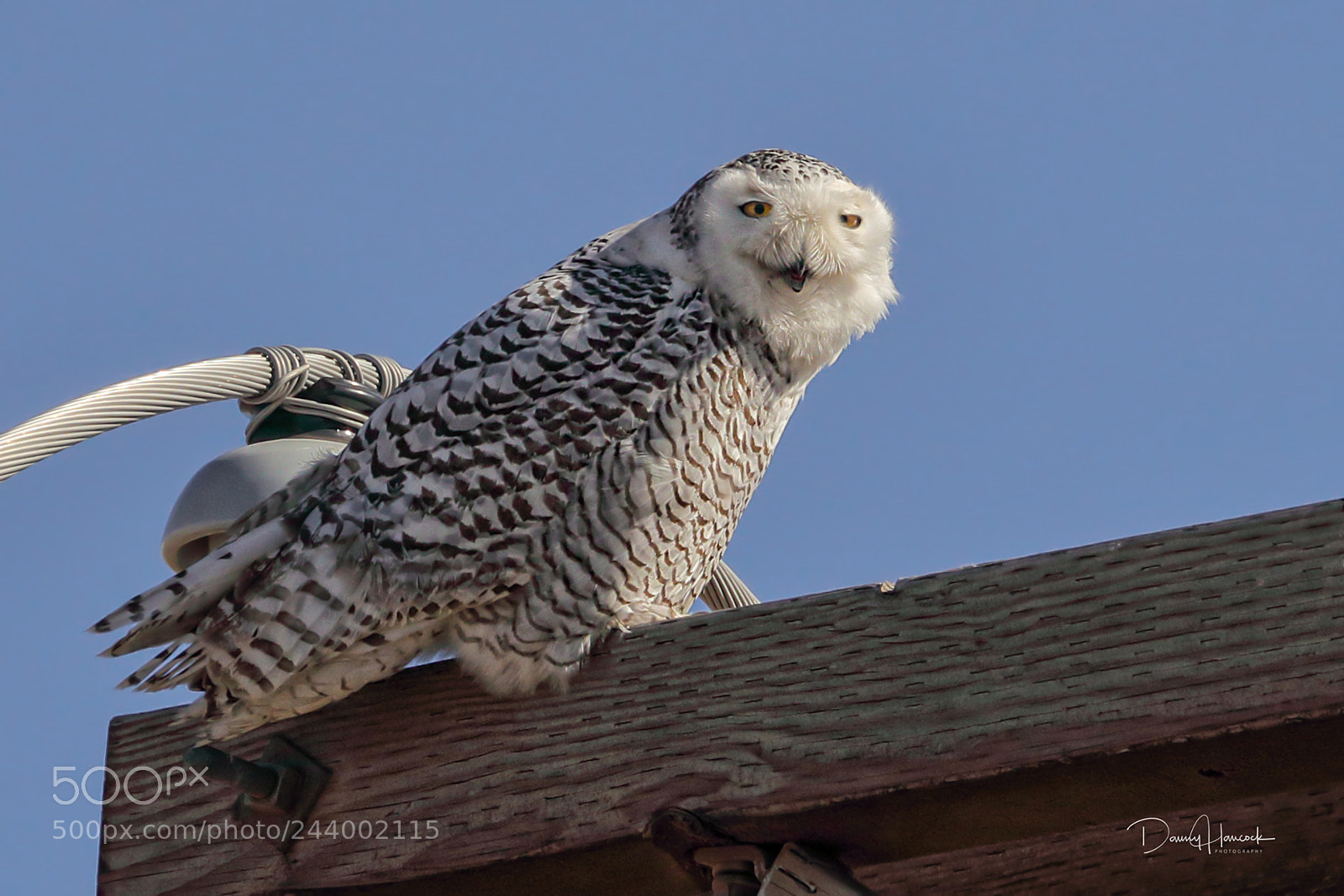 Canon EOS-1D X Mark II sample photo. Snowy owl 2 photography