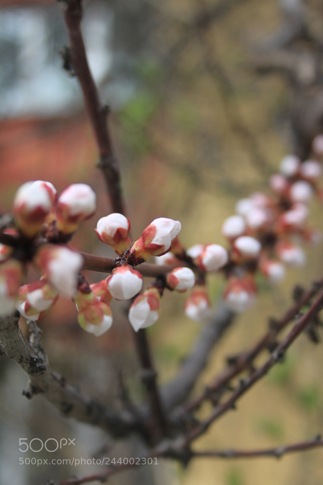 Canon EOS 500D (EOS Rebel T1i / EOS Kiss X3) sample photo. Spring photography