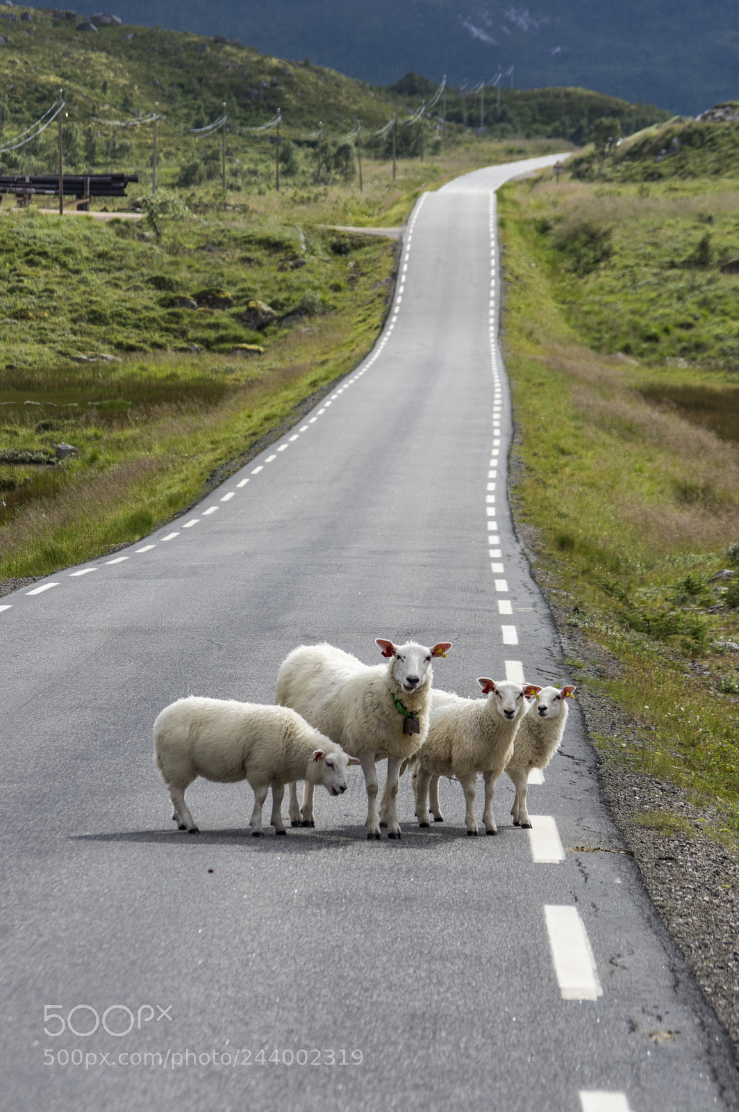 Pentax K-3 II sample photo. Sheep on the road photography