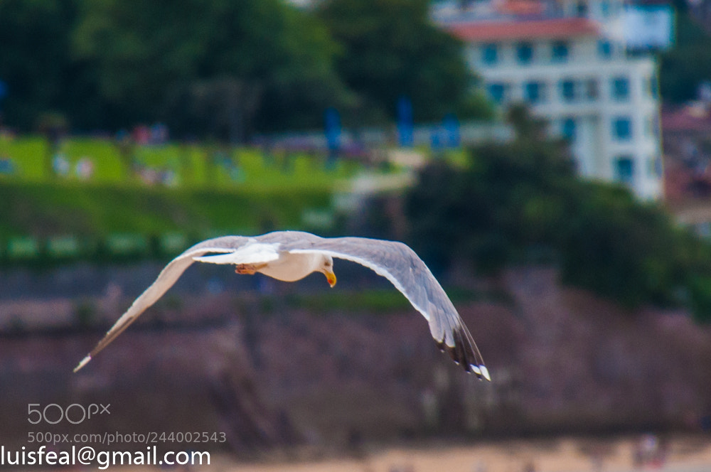 Nikon D90 sample photo. Untitled photography