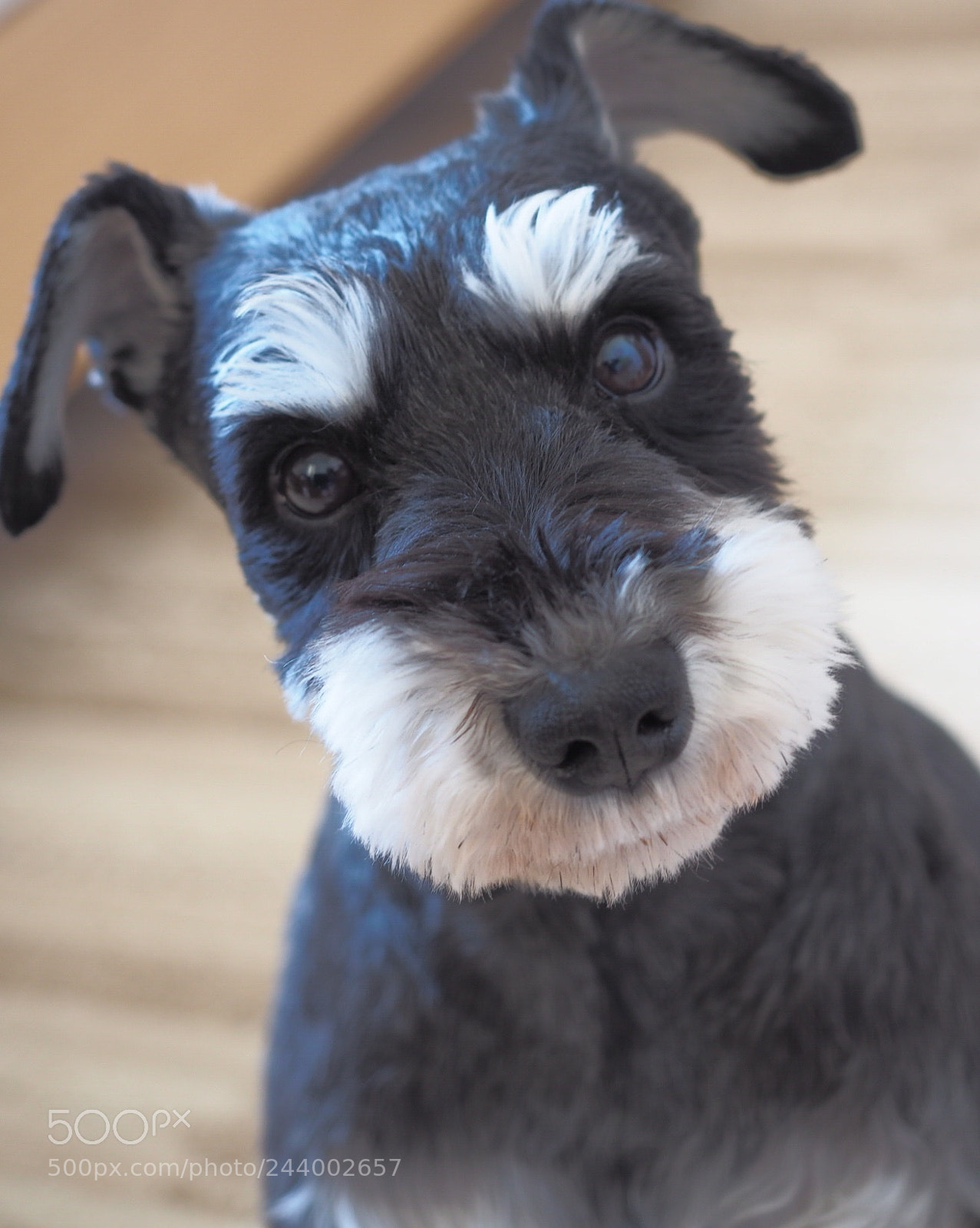 Olympus OM-D E-M10 II sample photo. My boy photography