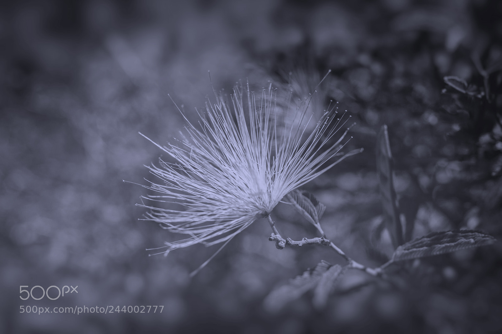 Canon EOS 60D sample photo. Garden photography