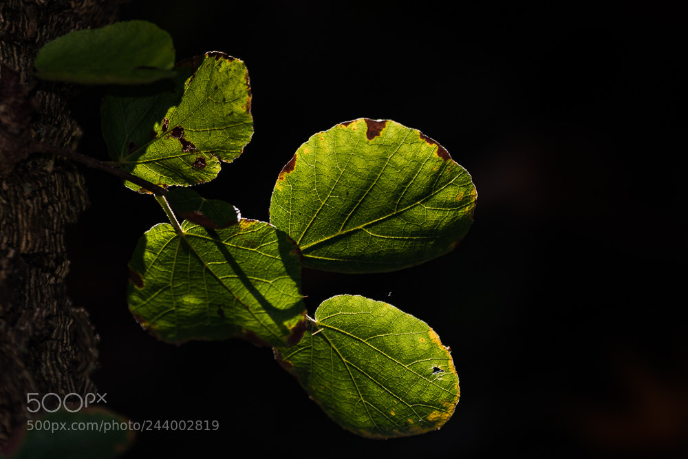Nikon D500 sample photo. Rrm_3191-2.jpg photography