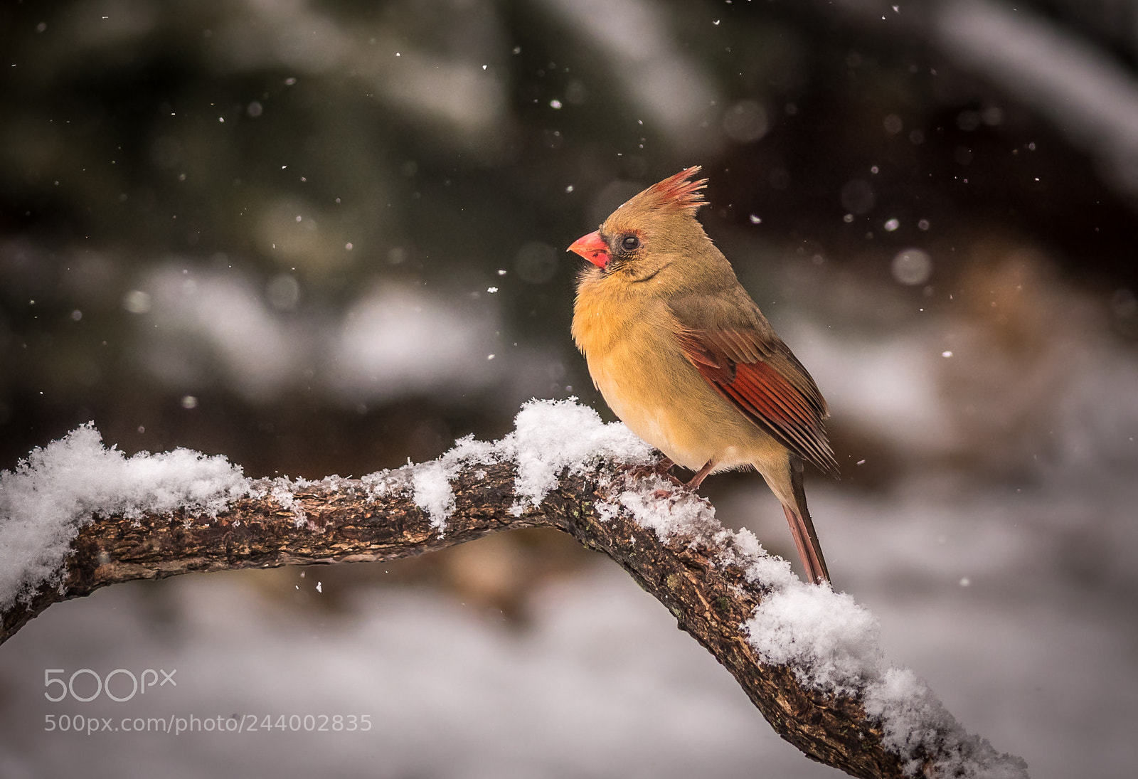 Nikon D500 sample photo. Female cardinal in snowfall photography