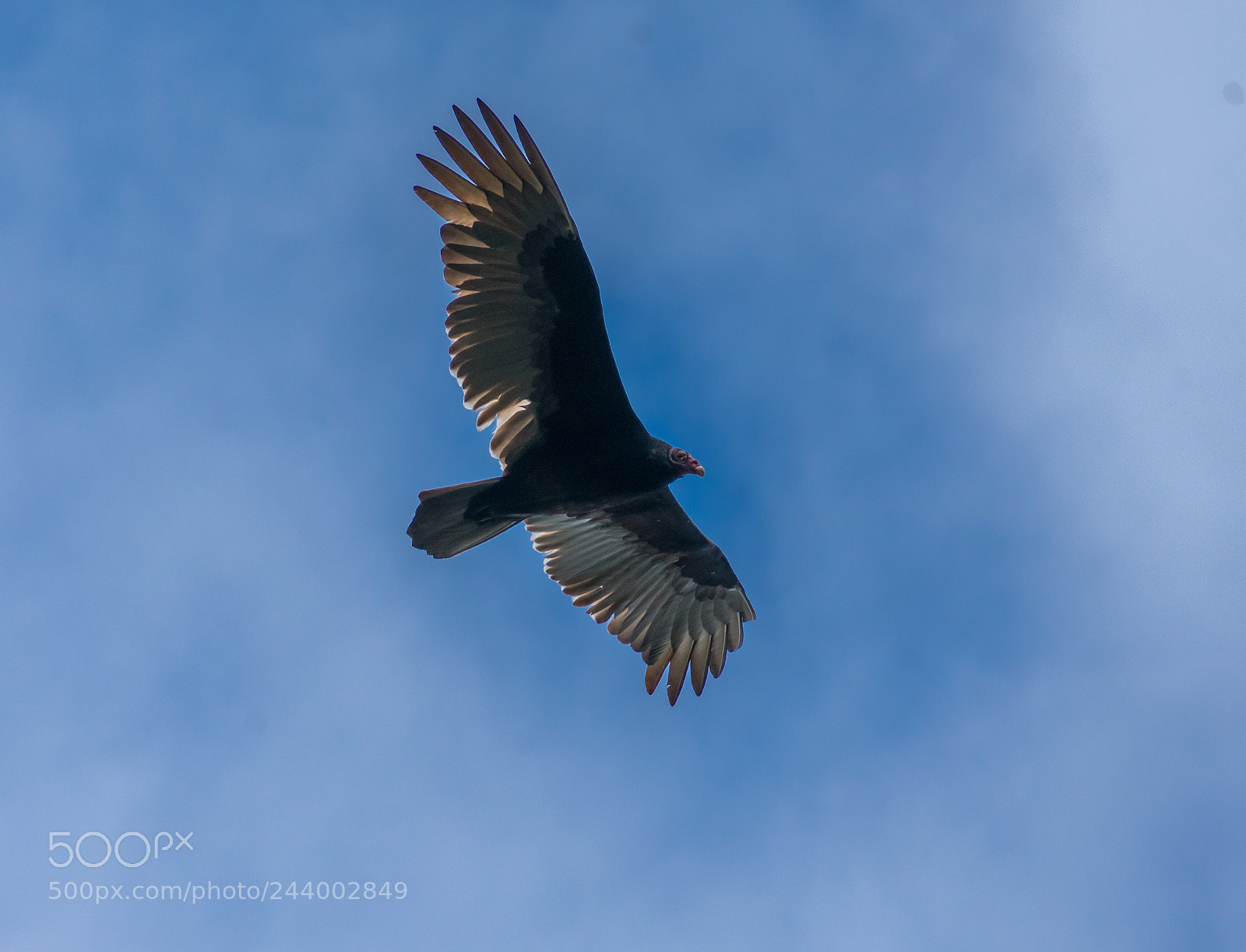 Nikon D3400 sample photo. Turkey vulture photography
