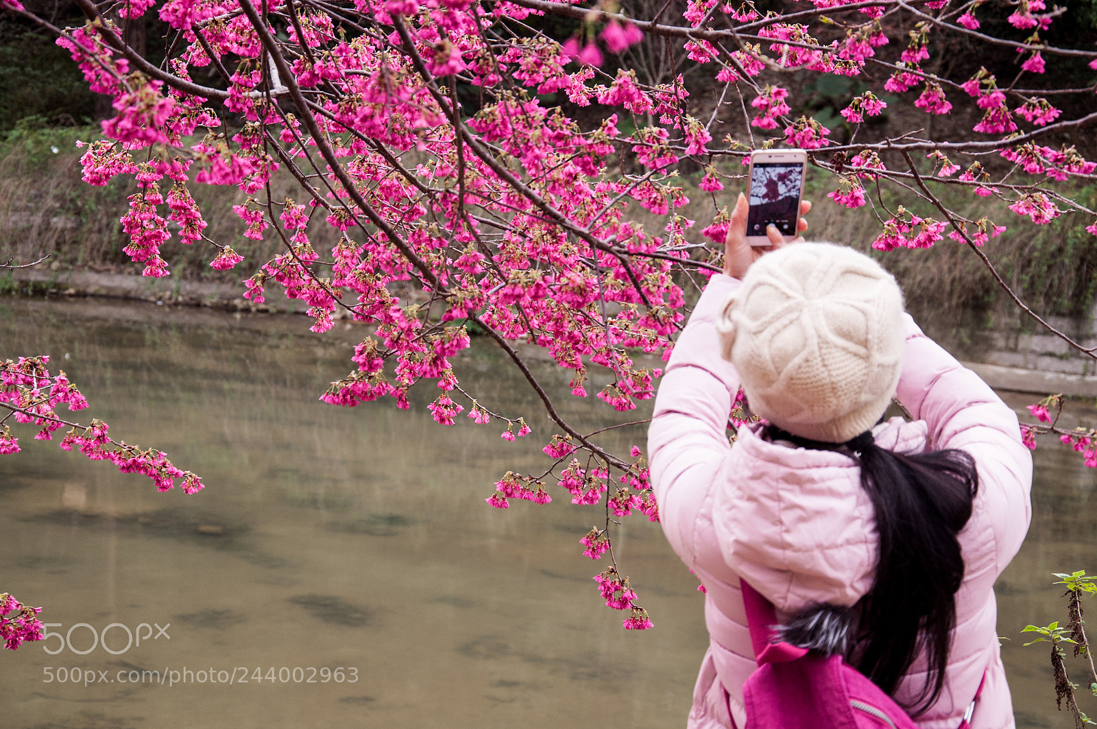 Nikon D90 sample photo. Oriental cherry and beautiful photography