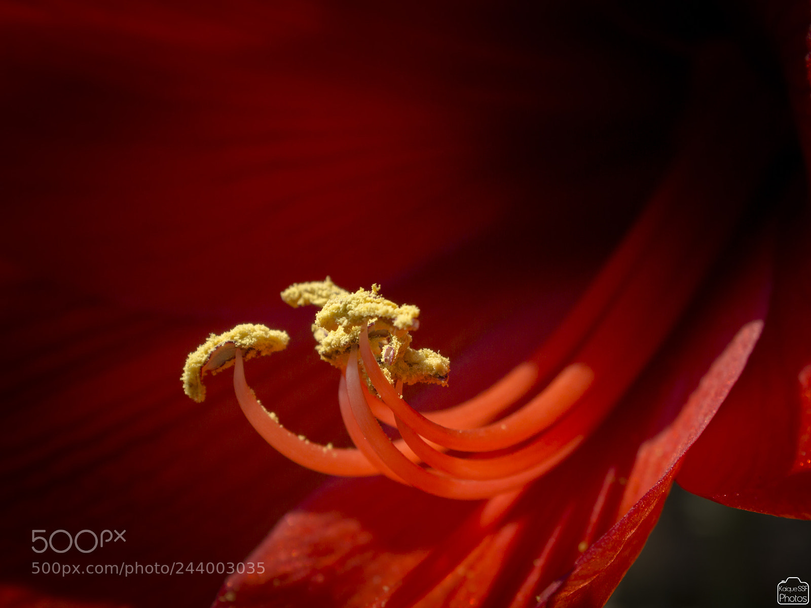 Canon EOS 600D (Rebel EOS T3i / EOS Kiss X5) sample photo. Amaryllis photography