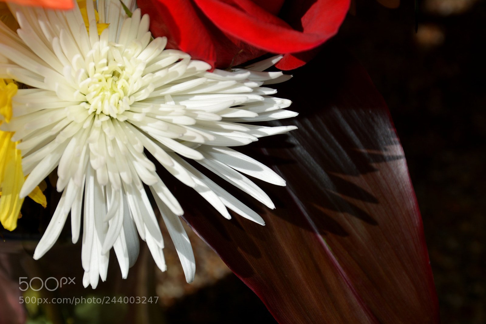 Nikon D7100 sample photo. White starburst photography