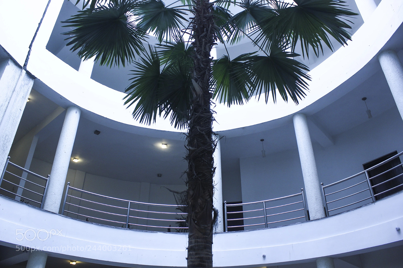 Canon EOS 550D (EOS Rebel T2i / EOS Kiss X4) sample photo. Central palms hotel day photography