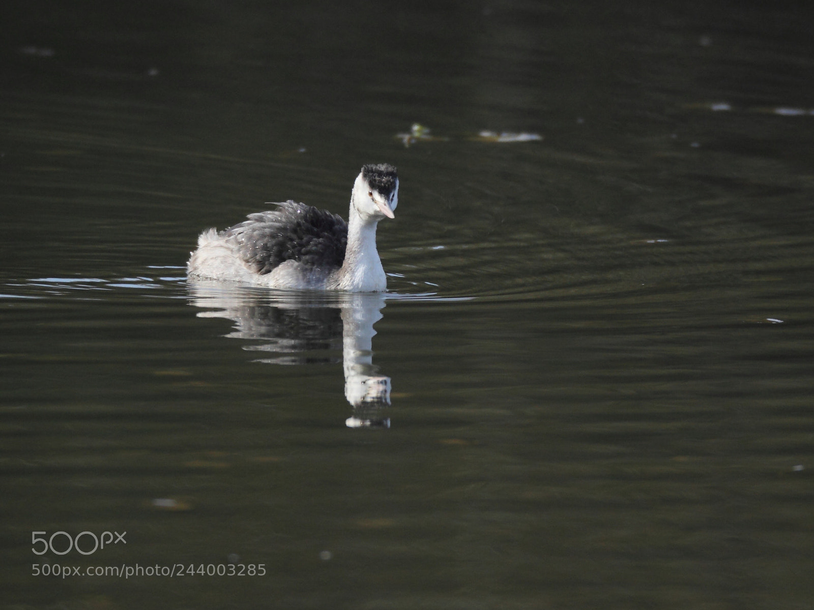 Canon EOS-1D Mark IV sample photo. カンムリカイツブリ great crested grebe photography